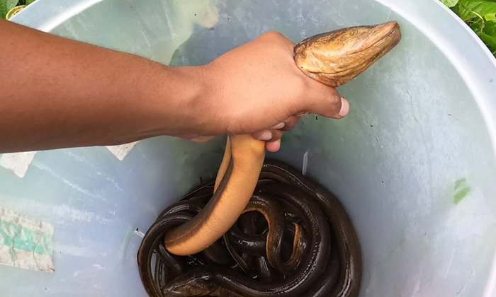 Kenali Spesies Belut Berdasarkan Habitat