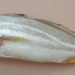 Johnius dussumieri