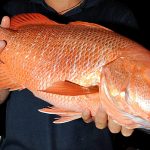 UMP_20170824_1_2_umpanpedia1