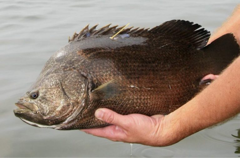 Panduan Mengendalikan Ikan!!