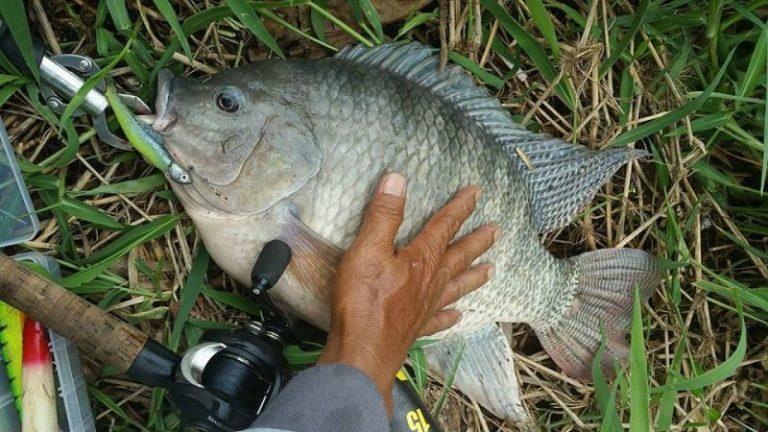 Korang Tanya Umpan Jawab -S9S6- Status dan beza ikan tilapia?