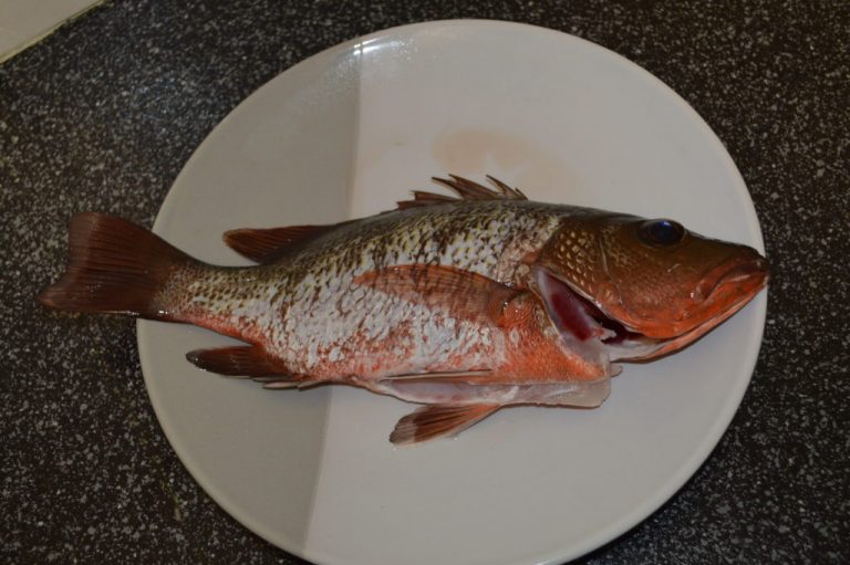8 Khasiat Ikan Siakap Merah!!