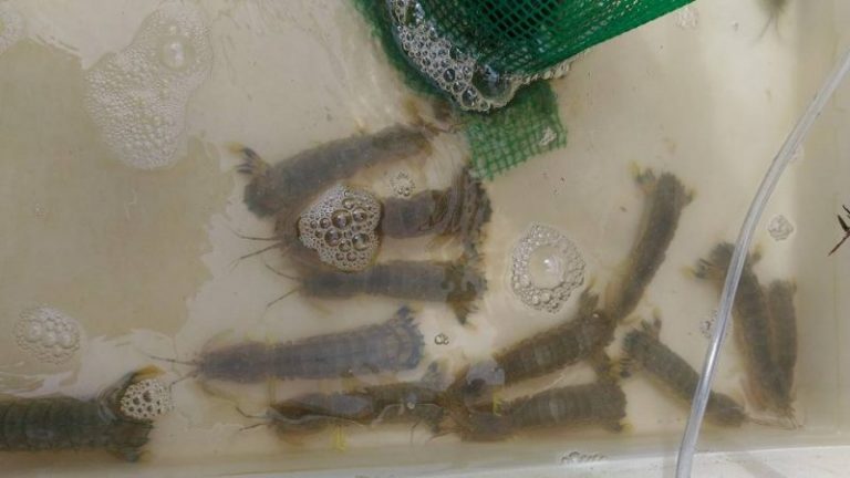 Tips Menyimpan Dan Menggunakan Umpan Udang Lipan!!