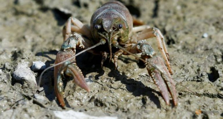 Udang Krai Calico Mengancam Hidupan Akuatik Jerman