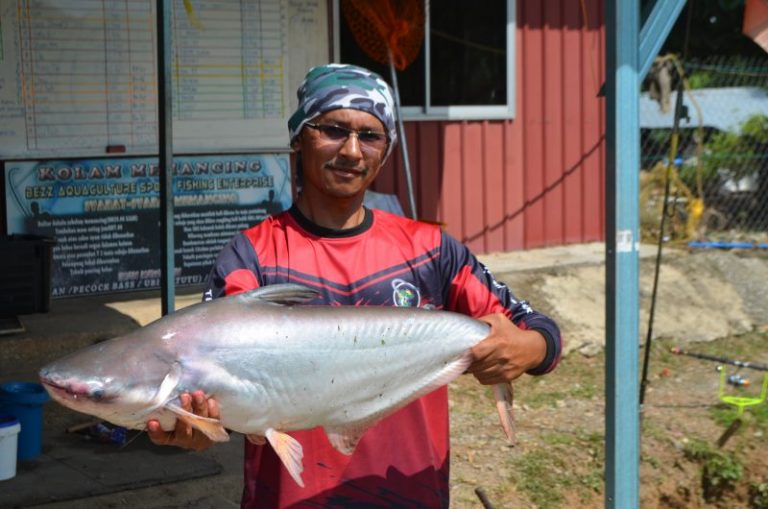 Umpan Roti Gesek TPS