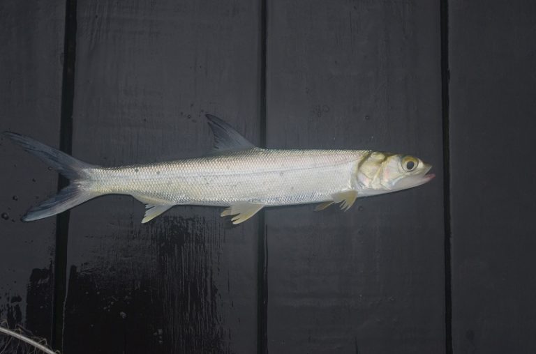 Korang Tanya UMPAN Jawab (S2S18) : Nak casting ladyfish dan tarpon? *