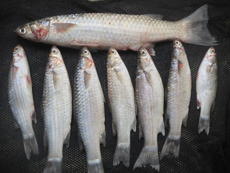 Tip Memancing Ikan Belanak *