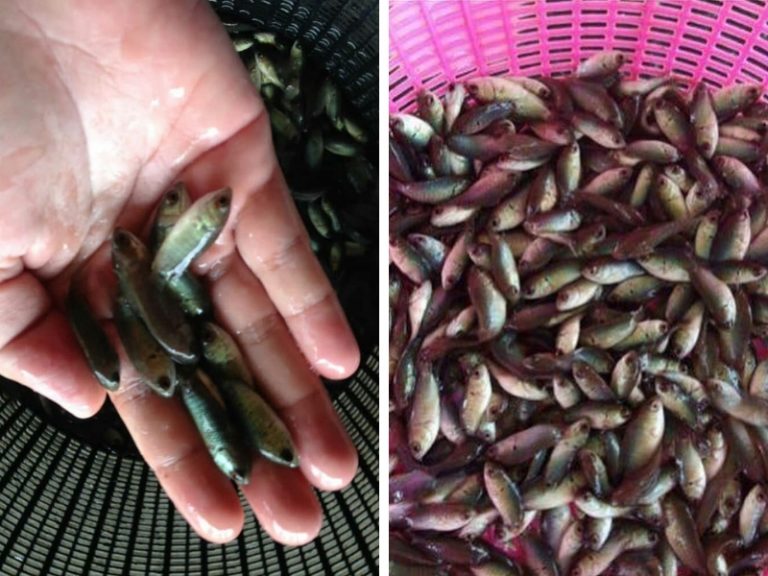 Ikan Puyu Dari Aspek Penternakan