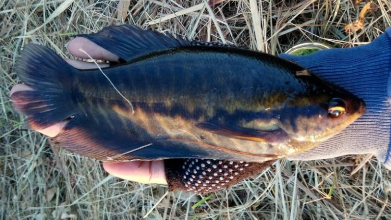 Korang Tanya Umpan Jawab -S9S3- Boleh ke ikan sepat Siam dipancing?