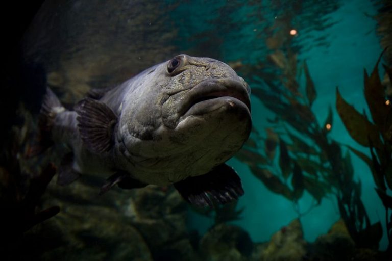 Korang Tanya Umpan Jawab -(S8S26)- Bagaimana ikan mengesan umpan?