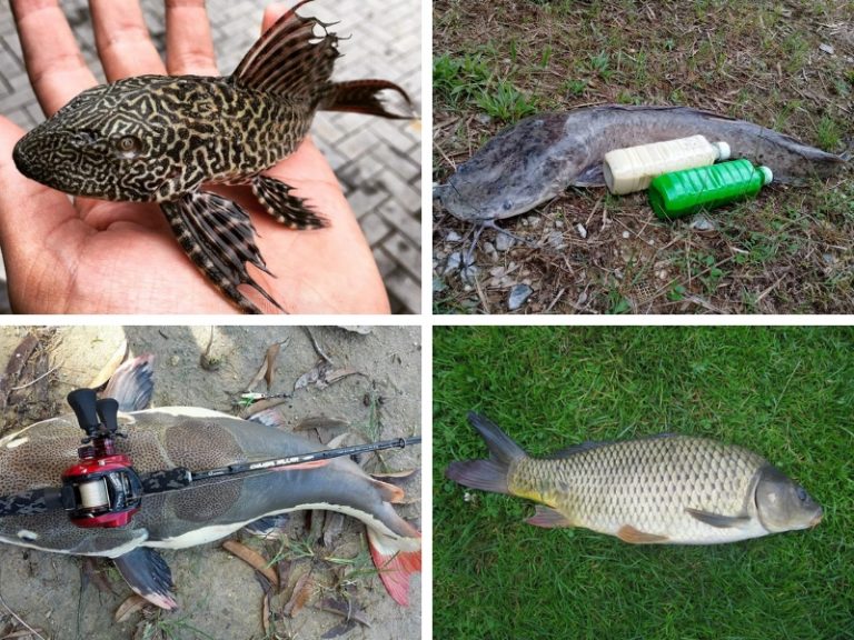 Ikan Pendatang & Impak Kehadirannya (Siri 2/2)!!