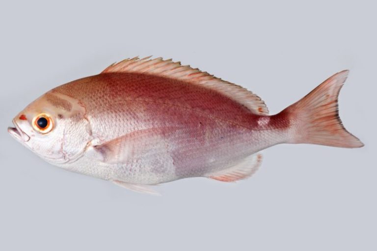 Info Spesies : Kenali Ikan Merah Suman