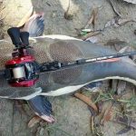 redtail