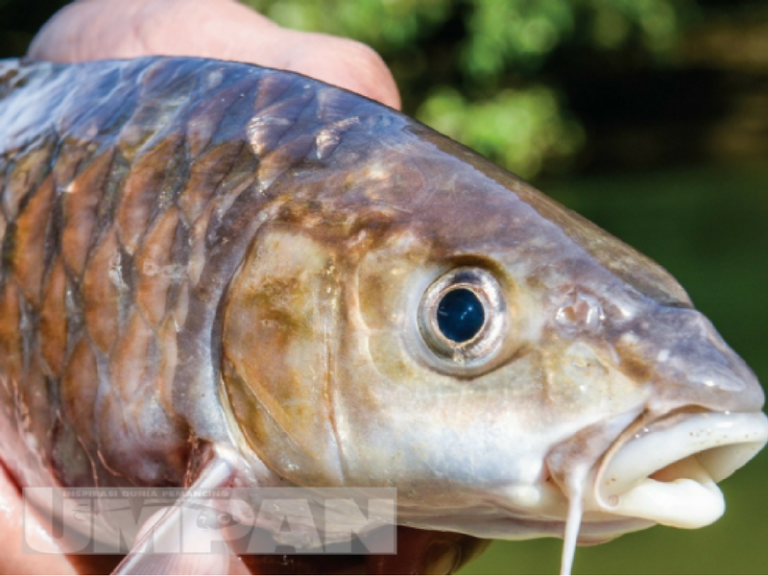 Ikan Kelah 101 – Kenali spesies raja sungai
