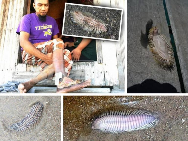 Ulat bulu laut kembali mengganas?!