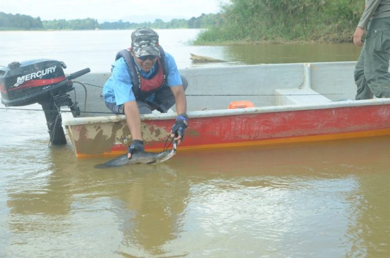Wacana : Catch & Release Ikan Pendatang??