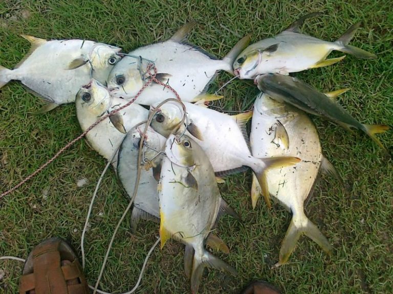 Korang Tanya Umpan Jawab -(S7S30)- Umpan bawal pinang kolam dan liar??