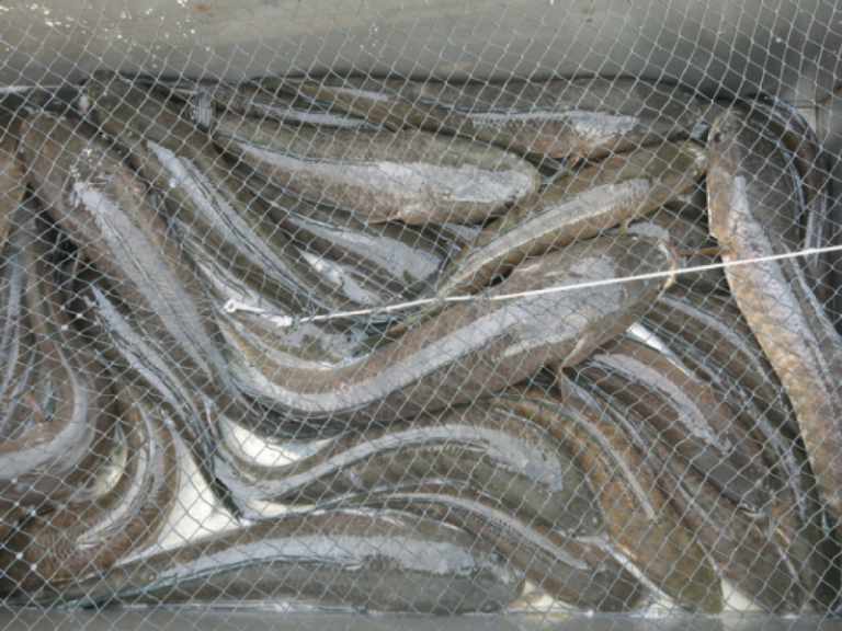 Haruan 101 – Kenali Ikan Berkepala Ular