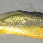 gelama pisang 1