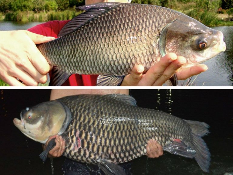 Perbezaan Ketara Ikan Kap Siam & Kap India *