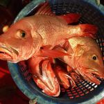 FB_IMG_1503070208723