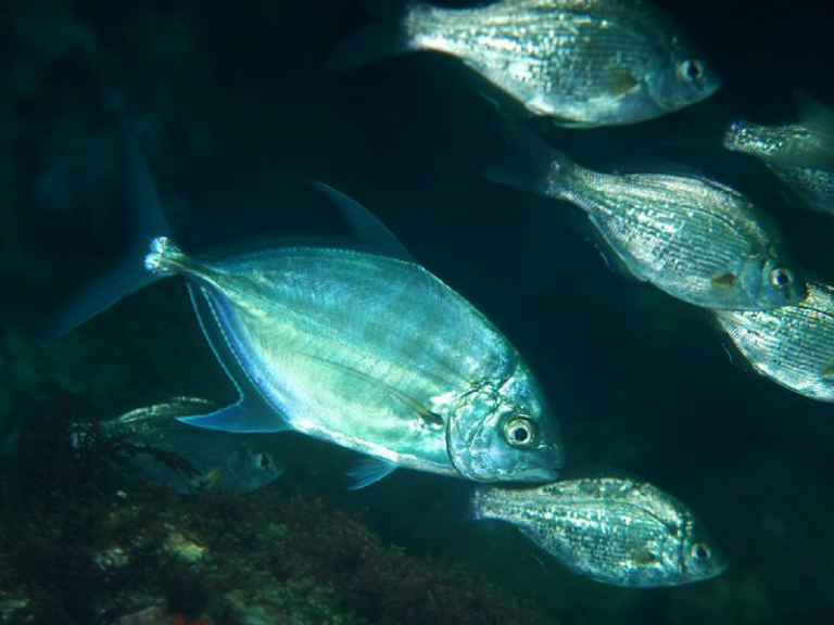 Info Spesies – Kenali Ikan Cermin