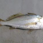 gelama pisang 2