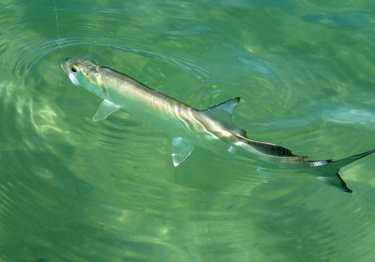 Info Spesies – Kenali Ikan Bandang!!