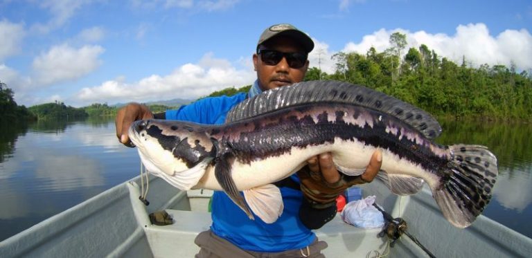 10 Panduan & Tip Casting Toman Air Ganda@