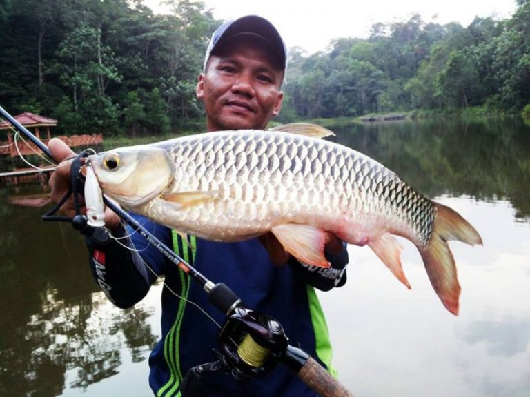 Taktik & Teknik Memancing Jelawat!!