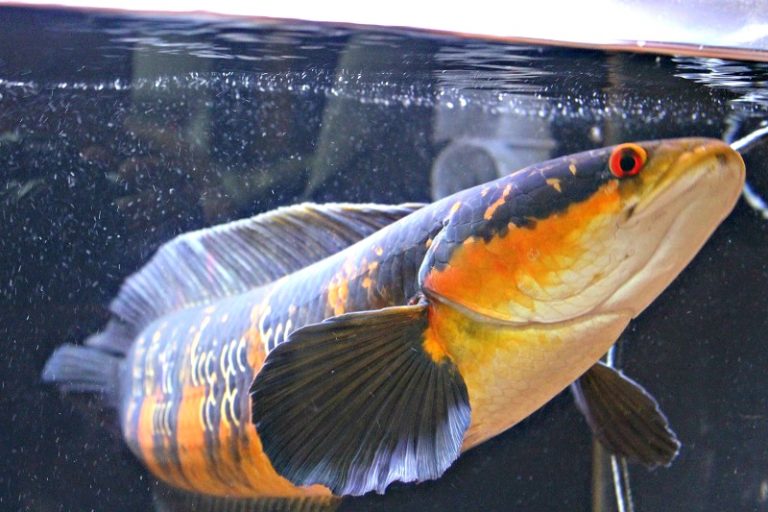 Info Spesies – Kenali Ikan Kerandang!!
