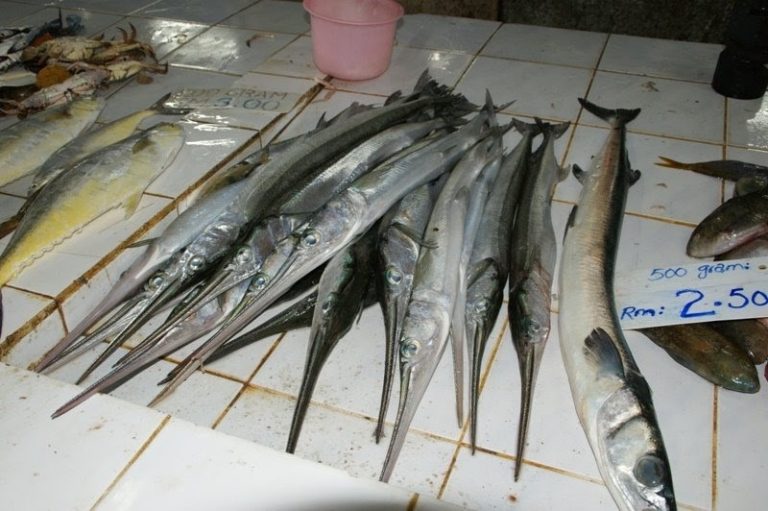 Kenali Ikan Banang!!