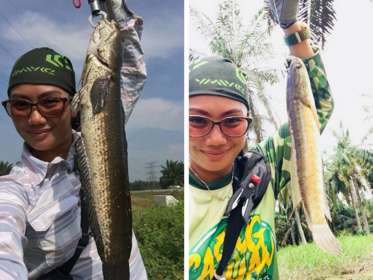 Panduan Asas Memancing Haruan ©