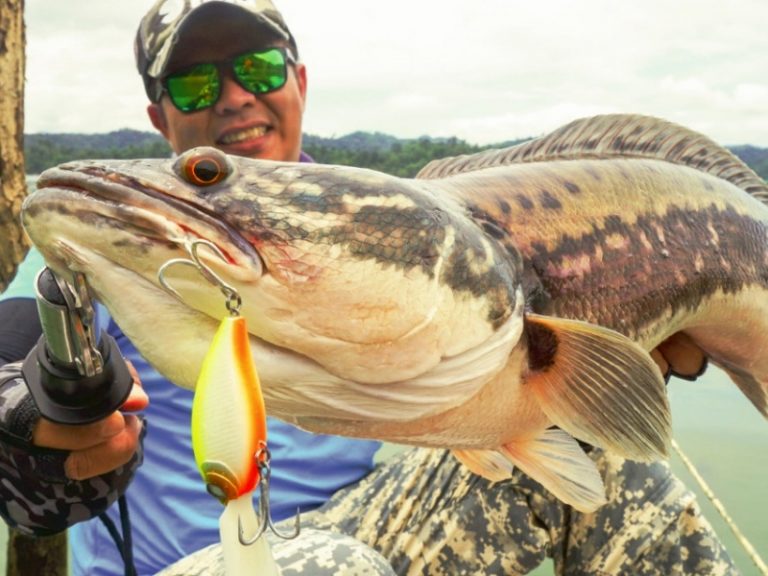 Cerita Trip: Crankbait vs Toman!!