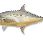 UMP_20171005_1_2_pedia 2