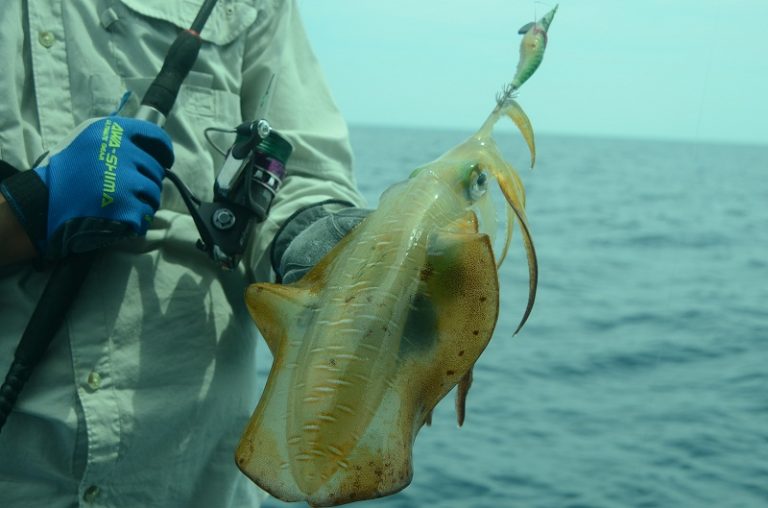 Info Spesies: Profil sotong mengabang