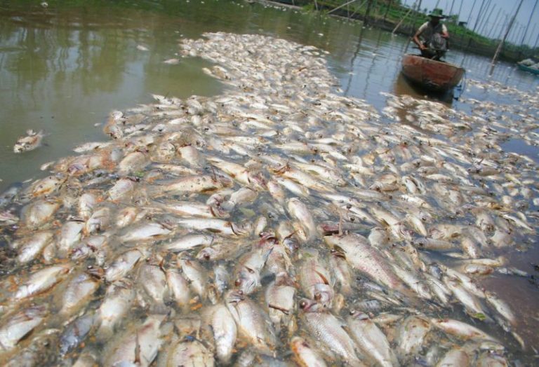 Ilmu Kolam Pancing : Punca Ikan Lemas!!