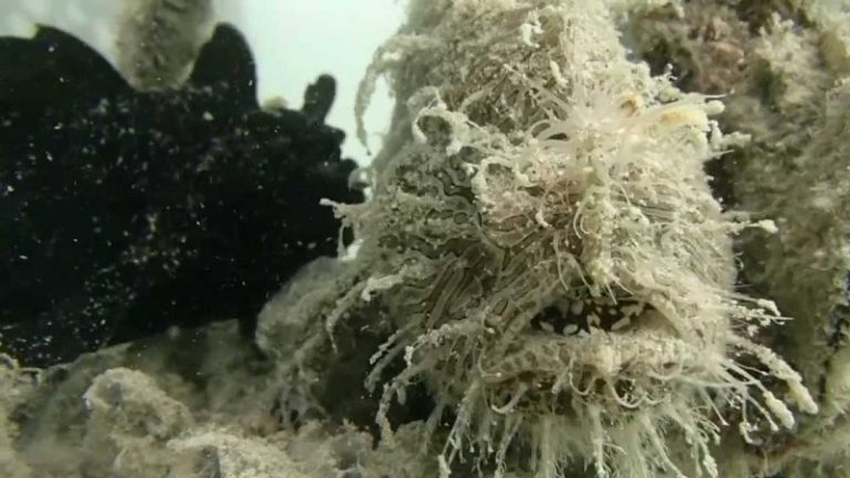 Top 10 Ikan Yang Mampu Buat Magik