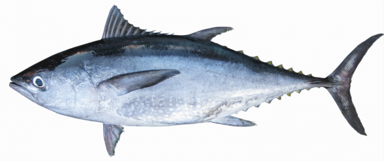 Info Spesies : Kenali Ikan Aya Hitam!!