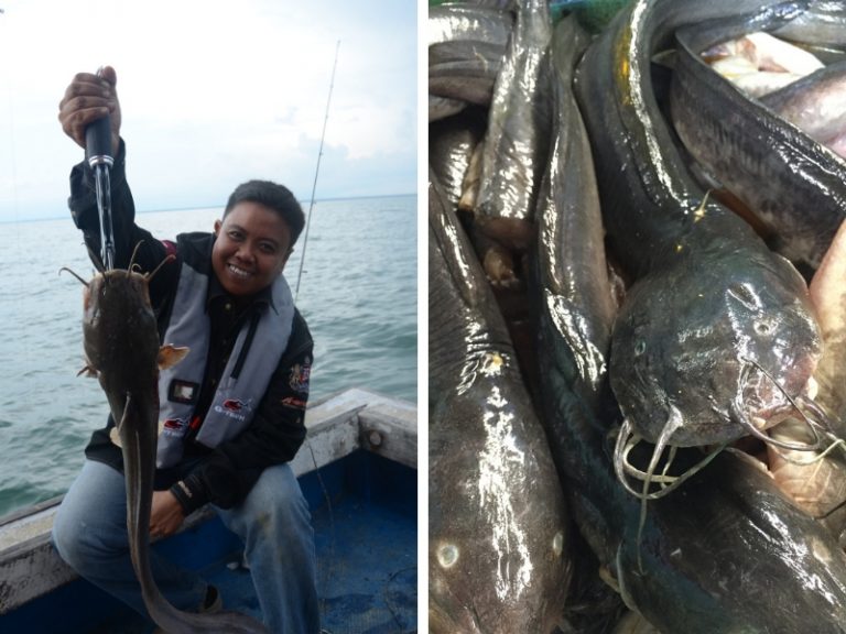 Umpan-Umpan Sesiput Memancing Gemang!!
