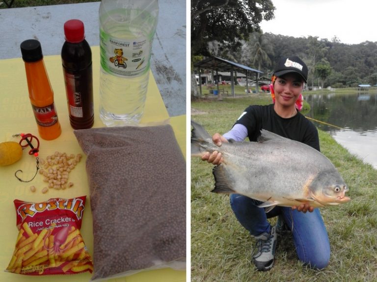 Umpan Pacu Lady Strike *