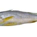Johnieops vogleri
