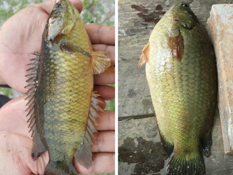 Korang Tanya Umpan Jawab -(S6S9)- Ada berapa spesies puyu??