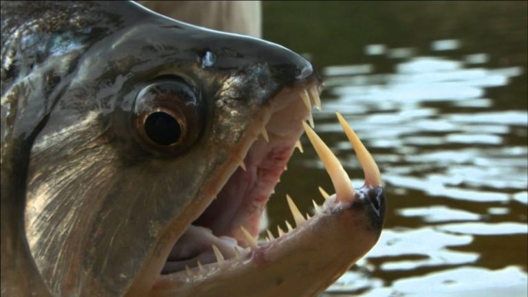 8 Ikan Pembunuh Manusia!!