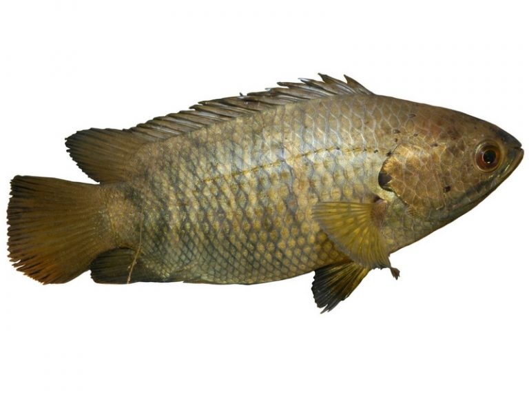 Info Spesies – Ikan Puyu 101