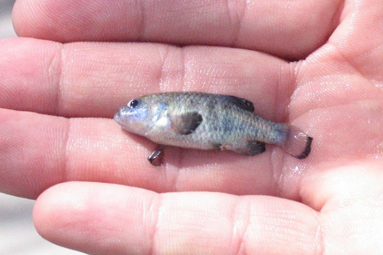 Info Spesies : Devils Hole Pupfish – Spesies Paling Rare Untuk Ditemui