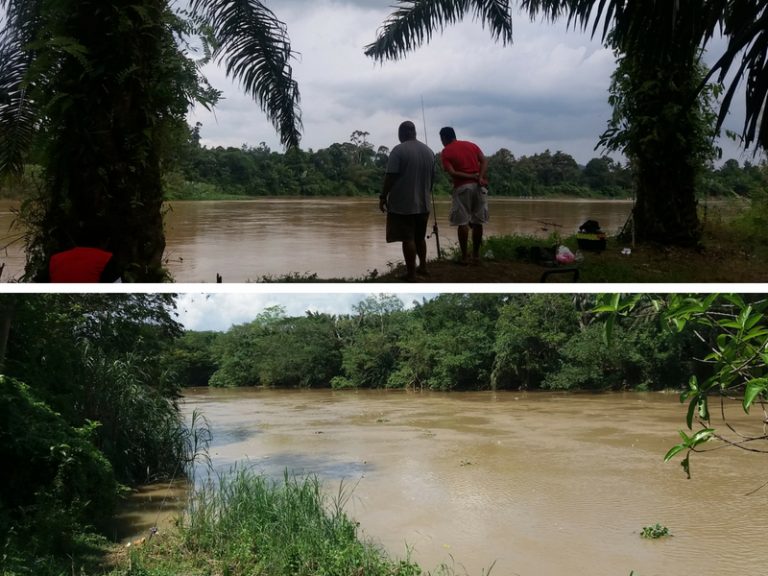 Jejak Penyedut Buah Lakum Sungai Perak & Kinta ®