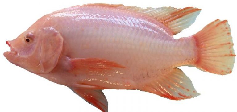 Info Spesies : Kenali Spesies Tilapia Merah!!