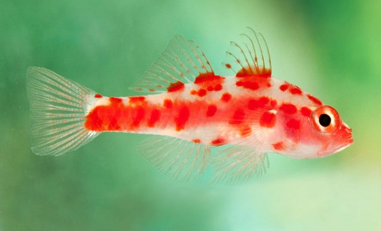 10 Lagi Fakta Menarik Tentang Ikan *