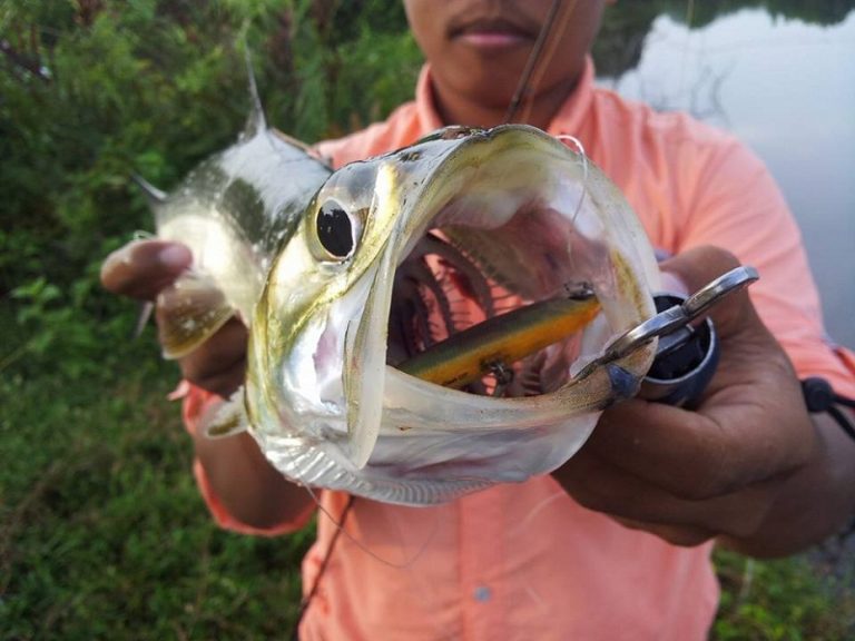 Tip Mengilat Ikan Bandang *